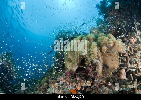 Coraux Mous, champignons Sarcophyton sp., Raja Ampat, Papouasie occidentale, en Indonésie Banque D'Images