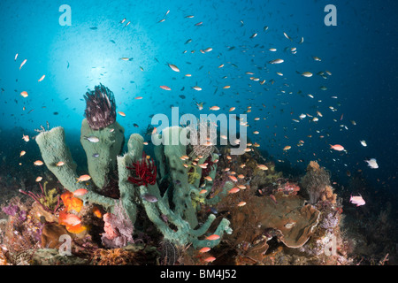 Coral Reef, Raja Ampat, Papouasie occidentale, en Indonésie Banque D'Images