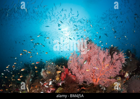 Seafan rouge et poissons de corail, Melithaea sp., Raja Ampat, Papouasie occidentale, en Indonésie Banque D'Images