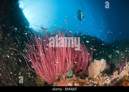 Petit platax sur les coraux, Whip Platax teira, Ellisella sp., Raja Ampat, Papouasie occidentale, en Indonésie Banque D'Images