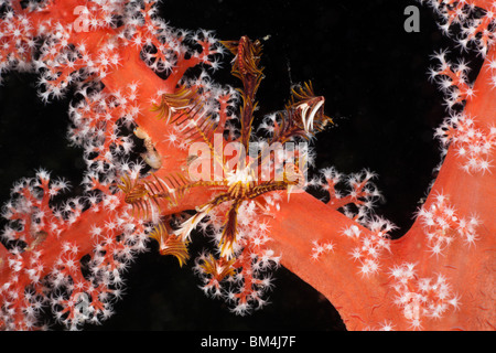 Petit crinoïde sur le corail rouge, Comanthina sp., Siphonogorgia godeffroyi, Raja Ampat, Papouasie occidentale, en Indonésie Banque D'Images