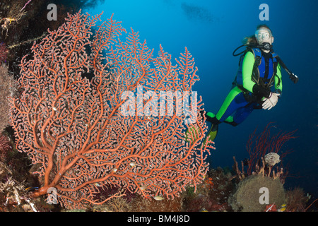 Plongée sous marine et de la mer, ventilateur, akalyx Solenocaulon Raja Ampat, Papouasie occidentale, en Indonésie Banque D'Images