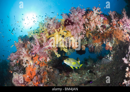 Ruban jaune de gaterins entre coraux mous, Plectorhinchus polytaenia, Raja Ampat, Papouasie occidentale, en Indonésie Banque D'Images