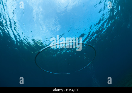 Bague bulle faites par plongeur sous l'eau, Raja Ampat, Papouasie occidentale, en Indonésie Banque D'Images