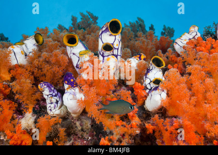 Golden plissée entre les coraux mous, Polycarpa aurata, Raja Ampat, Papouasie occidentale, en Indonésie Banque D'Images