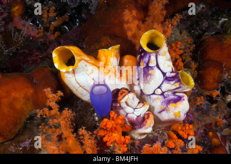 Golden plissée entre les coraux mous, Polycarpa aurata, Raja Ampat, Papouasie occidentale, en Indonésie Banque D'Images