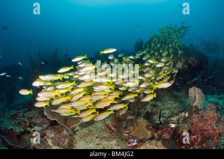 Snapper obèse sur les récifs coralliens, Lutjanus lutjanus, Raja Ampat, Papouasie occidentale, en Indonésie Banque D'Images