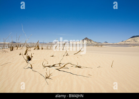 Désert Noir, Désert de Libye, Egypte Banque D'Images