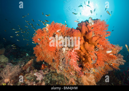 Coral Reef, Raja Ampat, Papouasie occidentale, en Indonésie Banque D'Images