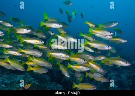 Snapper obèse sur les récifs coralliens, Lutjanus lutjanus, Raja Ampat, Papouasie occidentale, en Indonésie Banque D'Images