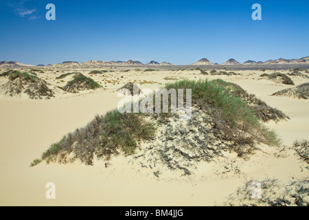 Désert près de oasis de Bahariya, Désert de Libye, Egypte Banque D'Images