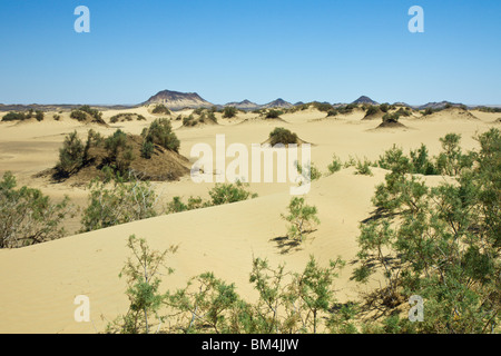 Désert près de oasis de Bahariya, Désert de Libye, Egypte Banque D'Images