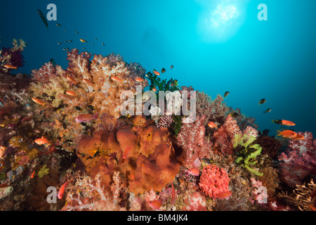 Santé des récifs de corail, Raja Ampat, Papouasie occidentale, en Indonésie Banque D'Images