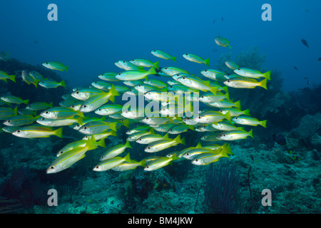 Snapper obèse sur les récifs coralliens, Lutjanus lutjanus, Raja Ampat, Papouasie occidentale, en Indonésie Banque D'Images