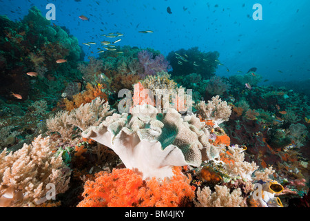 Santé des récifs de corail, Raja Ampat, Papouasie occidentale, en Indonésie Banque D'Images