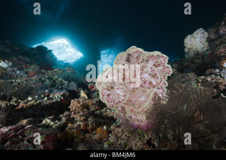 Grotte de corail mou, Dendronephthya mucronata, Raja Ampat, Papouasie occidentale, en Indonésie Banque D'Images