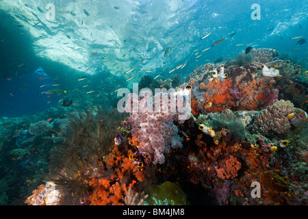 Coral Reef, Raja Ampat, Papouasie occidentale, en Indonésie Banque D'Images