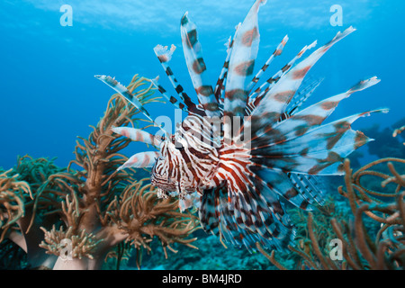 Pterois volitans, poisson lion, Raja Ampat, Papouasie occidentale, en Indonésie Banque D'Images