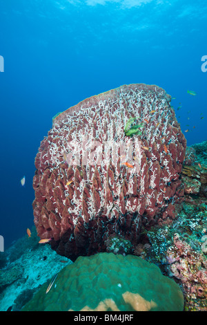 Grande éponge Xestospongia testudinaria, fourreau, Raja Ampat, Papouasie occidentale, en Indonésie Banque D'Images