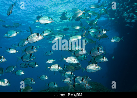 Deux bancs de dorades à bandes, Diplodus vulgaris, Carall Bernat, Îles Medes, Costa Brava, Espagne, Mer Méditerranée Banque D'Images