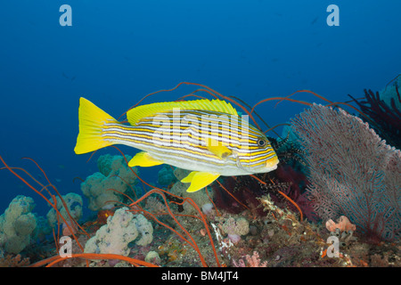 Ruban jaune de gaterins, Plectorhinchus polytaenia, Raja Ampat, Papouasie occidentale, en Indonésie Banque D'Images