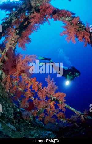 Le plongeur de Numidie épave, Bow, Red Sea, Egypt Banque D'Images