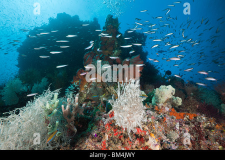 Santé des récifs de corail, Raja Ampat, Papouasie occidentale, en Indonésie Banque D'Images