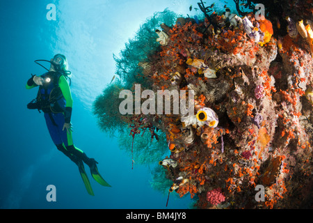 Au Coral Reef Scuba Diver, Raja Ampat, Papouasie occidentale, en Indonésie Banque D'Images