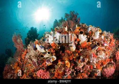 Coral Reef avec Golden plissée, Polycarpa aurata, Raja Ampat, Papouasie occidentale, en Indonésie Banque D'Images