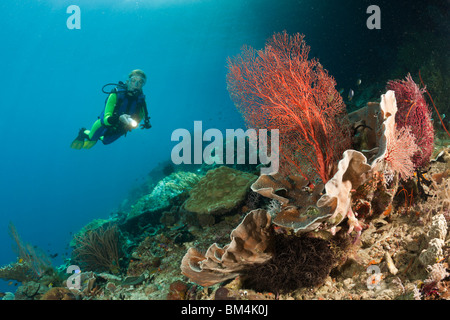 Au Coral Reef Scuba Diver, Raja Ampat, Papouasie occidentale, en Indonésie Banque D'Images