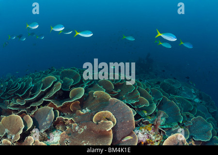 Les récifs coralliens de laitue, Turbinaria mesenterina, Raja Ampat, Papouasie occidentale, en Indonésie Banque D'Images