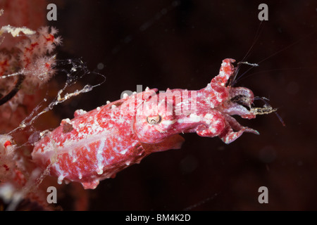 La Seiche sur feefing des crinoïdes, Sépia Crevettes sp. I, Raja Ampat, Papouasie occidentale, en Indonésie Banque D'Images