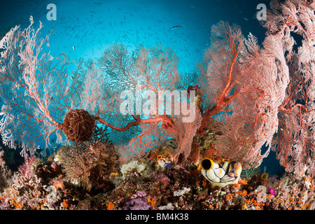 Seafan dans les récifs coralliens, Melithaea sp., Raja Ampat, Papouasie occidentale, en Indonésie Banque D'Images