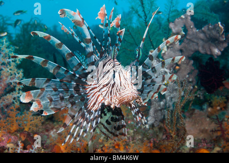 Pterois volitans, poisson lion, Raja Ampat, Papouasie occidentale, en Indonésie Banque D'Images