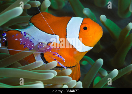 La crevette et l'anémone poisson clown Clown, Periclimenes tosaensis, Amphiprion ocellaris, Raja Ampat, Papouasie occidentale, en Indonésie Banque D'Images