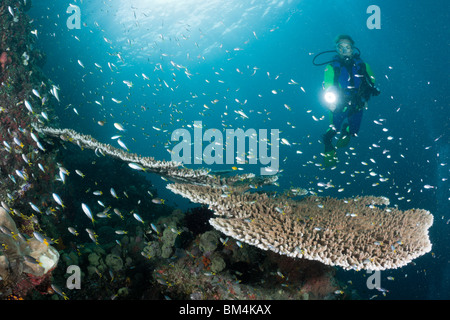 Les poissons des récifs de corail au-dessus de la table, Acropora sp., Raja Ampat, Papouasie occidentale, en Indonésie Banque D'Images