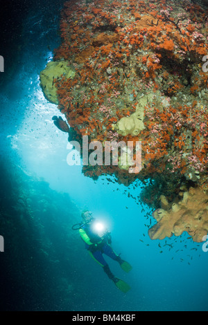 Scuba Diver regardant coraux dans une grotte, Raja Ampat, Papouasie occidentale, en Indonésie Banque D'Images