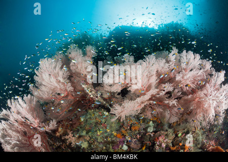 Demoiselle de corail entourant Seafan, Neopomacentrus sp., Raja Ampat, Papouasie occidentale, en Indonésie Banque D'Images