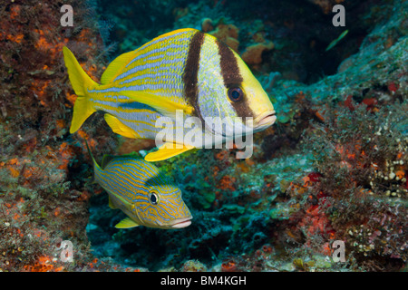 Et Porkfish Blustriped Grunt, Anisotremus virginicus, Johnrandallia sciurus, Cozumel, Mexique, la mer des Caraïbes Banque D'Images