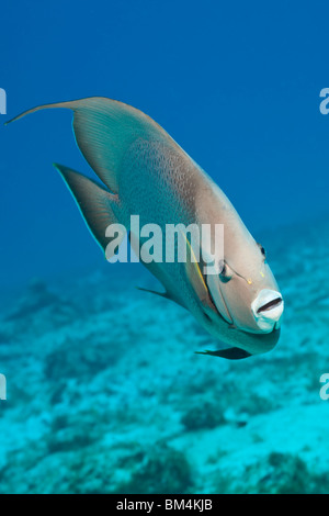 Angelfish Pomacanthus arcuatus, gris, Cozumel, la mer des Caraïbes, Mexique Banque D'Images