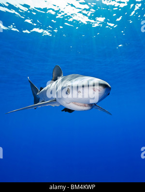 Le requin bleu, Prionace glauca, Big Island, Hawaii, USA Banque D'Images