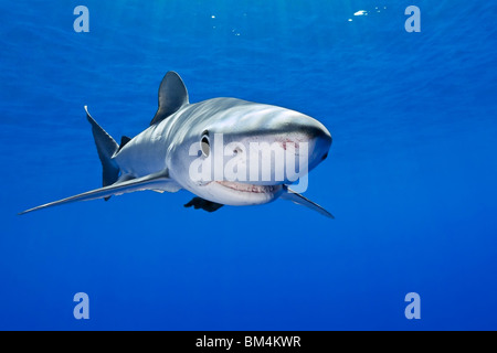 Le requin bleu, Prionace glauca, Big Island, Hawaii, USA Banque D'Images