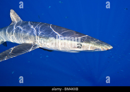 Le requin bleu, Prionace glauca, Big Island, Hawaii, USA Banque D'Images