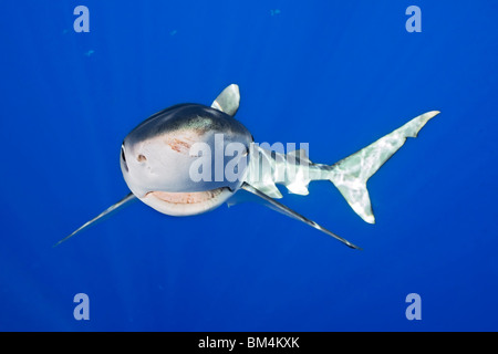 Le requin bleu, Prionace glauca, Big Island, Hawaii, USA Banque D'Images