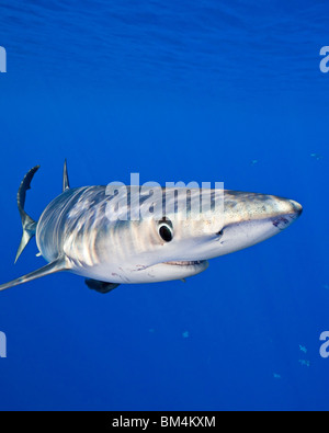 Le requin bleu, Prionace glauca, Big Island, Hawaii, USA Banque D'Images