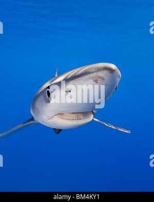 Le requin bleu, Prionace glauca, Big Island, Hawaii, USA Banque D'Images