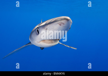 Le requin bleu, Prionace glauca, Big Island, Hawaii, USA Banque D'Images