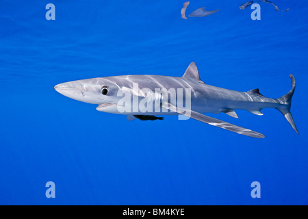 Le requin bleu, Prionace glauca, Big Island, Hawaii, USA Banque D'Images