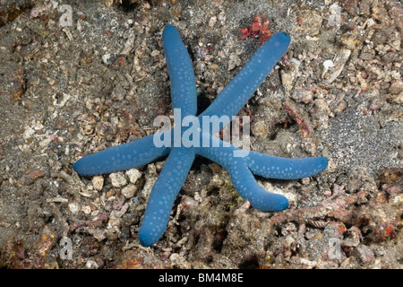 Étoile de mer bleue avec six bras, Linckia laevigata, Détroit de Lembeh, au nord de Sulawesi, Indonésie Banque D'Images