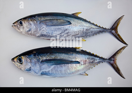 L'albacore et le thon obèse, Thunnus albacares, Thunnus obesus, Océan Pacifique, Hawaii, USA Banque D'Images